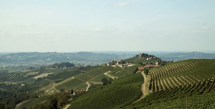 Landscape of a vineyard under blue sky