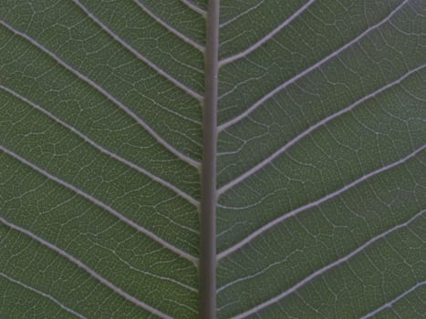 behind green leaf texture