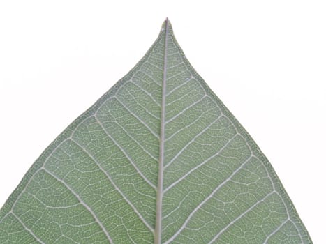 behind green leaf texture