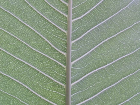 behind green leaf texture