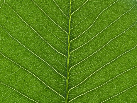 green leaf texture