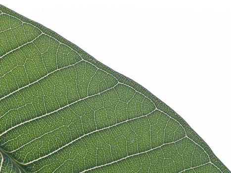 green leaf texture