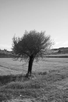 Isolated tree in a grassy landscape