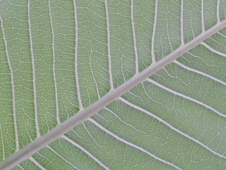 behind green leaf texture