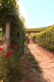 Landscape of vineyards of Barbaresco, Italian hills