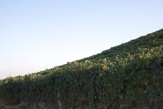 Landscape of vineyards of Monferrato, Italian hills