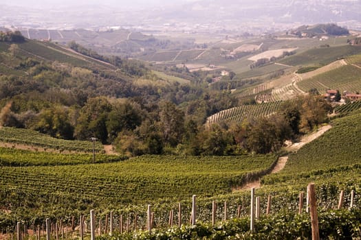 Landscape of vineyards of Barbaresco, Italian hills