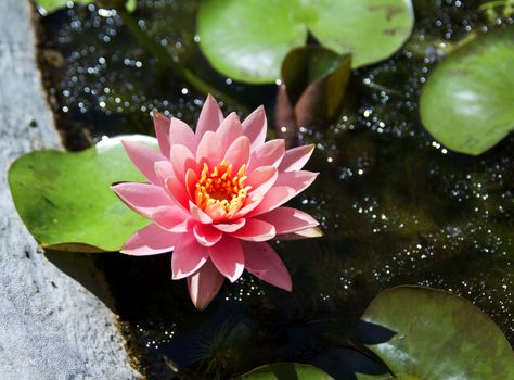 Water Lily in a pool