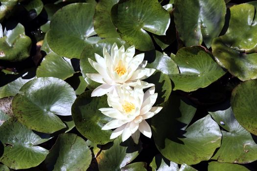 Two white water lilies coming out from a pool, with dark leaves