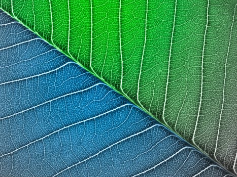 green leaf texture