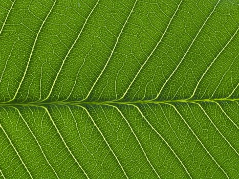 green leaf texture