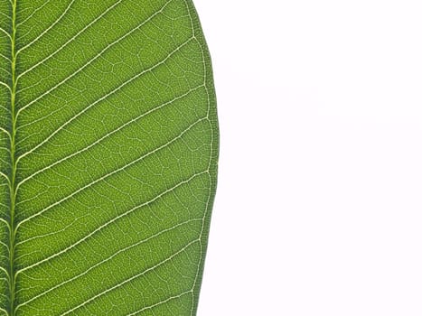 green leaf texture