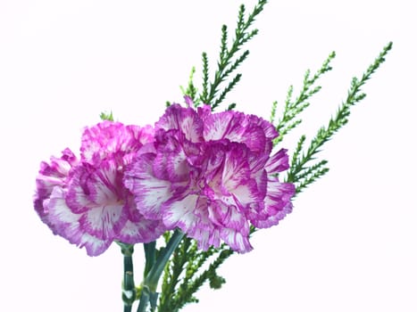 two pink carnation on a white background