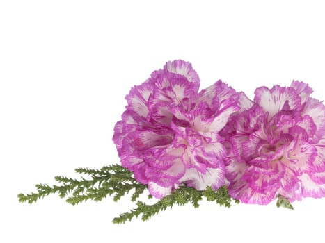 two pink carnation on a white background