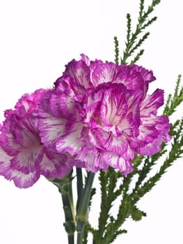 two pink carnation on a white background