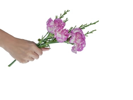 two pink carnation on a white background