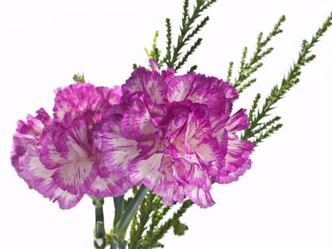 two pink carnation on a white background