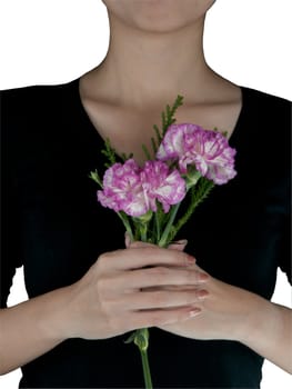 holding two pink carnation on a white background