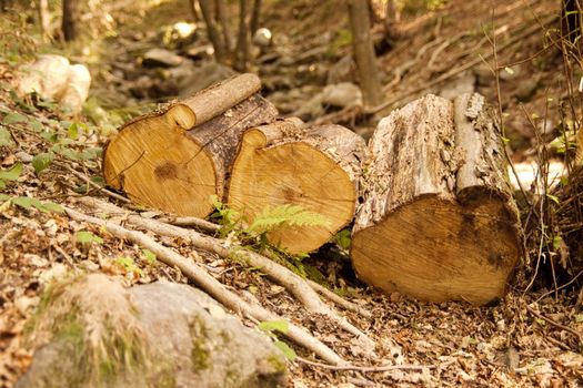 Three Trunks of a cut tree in a wood