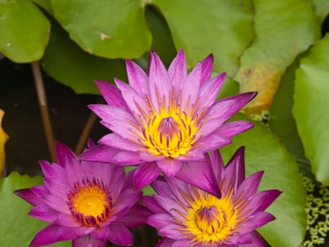 Three Pink lotus blossoms or water lily flowers blooming on pond