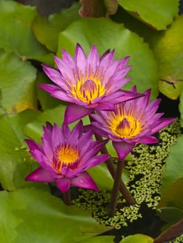 Three Pink lotus blossoms or water lily flowers blooming on pond