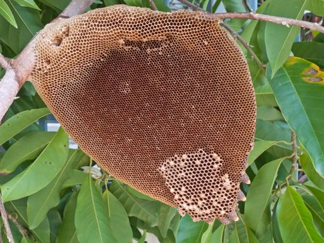 honeycomb