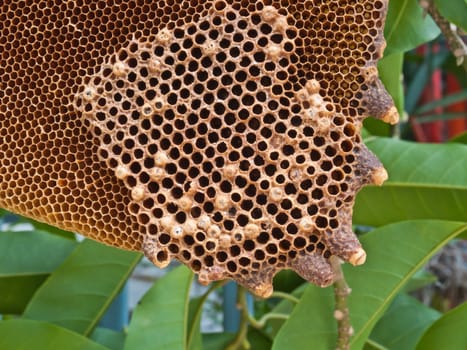 honeycomb