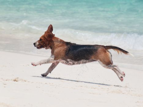 Beagle coming out of the water and running on the beach shore