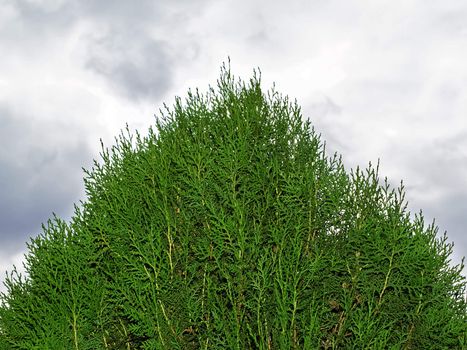 White cedar, evergreen conifer, the genus of the cypress family. Latin name: Thuja occidentalis