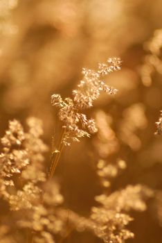 shallow dof of grass flower with golden light.