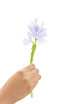 Thai woman hand holding a Water Hyacinth (Eichhornia crassipes) flower on the white background