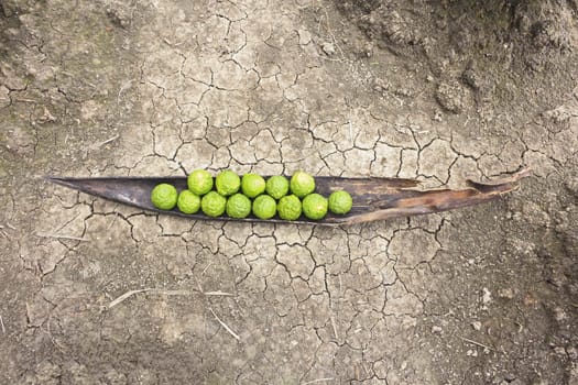 Kaffir limes on cracked dry soil ground