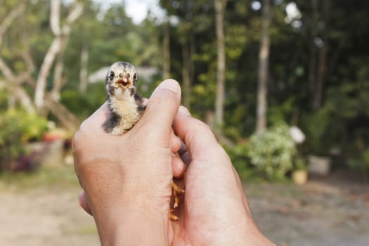 Baby chick in the man hands at Thailand farm