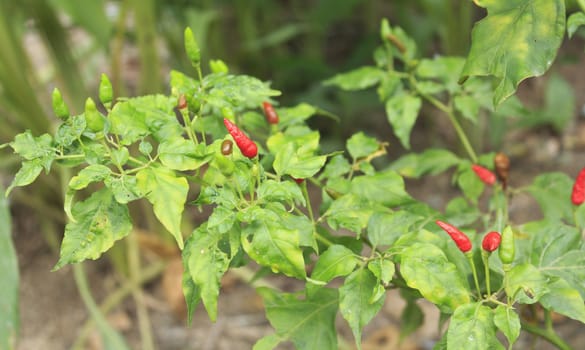 Colourful chili pepper on tree in plantation at Thailand