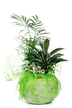 Houseplant in ceramic pot isolated on white background.