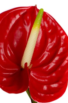 Beautiful red anturio flower detail isolated on white background.