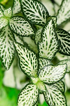 Green leaves closeup background.