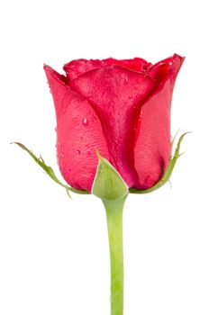 Pink rose flower isolated on a white background.