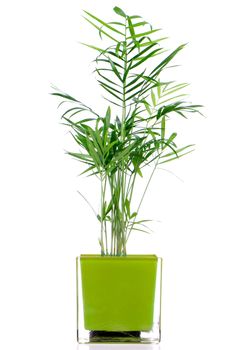Houseplant in glass pot isolated on white background.