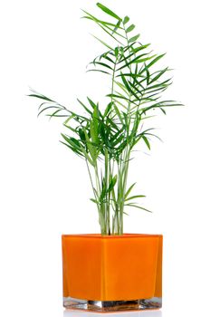 Houseplant in glass pot isolated on white background.