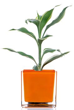 Houseplant in glass pot isolated on white background.