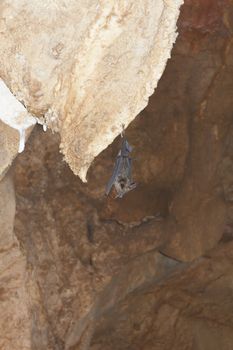 Bat Hanging on stalactite in a Cave, Kow wang Tong Cave, Nakhon Si Thammarat, Thailand