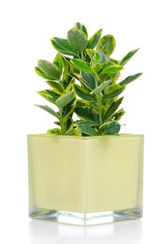 Houseplant in yellow glass pot isolated on white background.