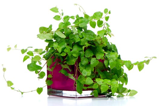 Houseplant in glass pot isolated on white background.