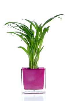Houseplant in glass pot isolated on white background.