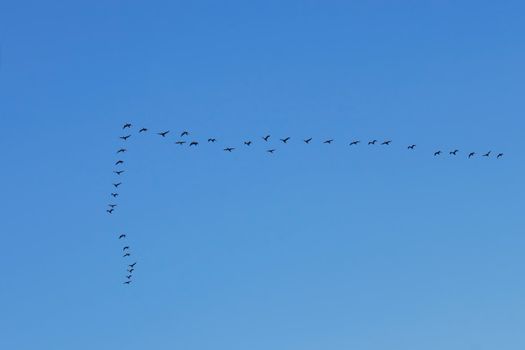 Group of big water birds flying in the clean blue sky