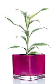 Houseplant in glass pot isolated on white background.