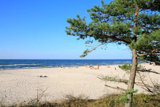 Landscape of the beach with a tree and ocean
