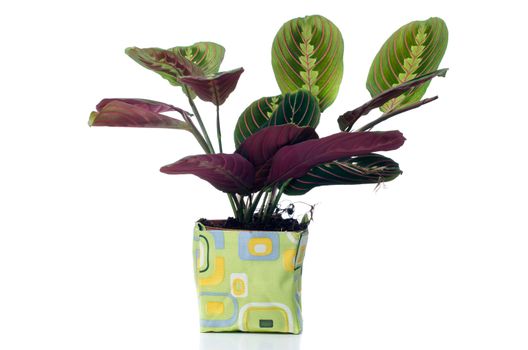 Houseplant in glass pot isolated on white background.