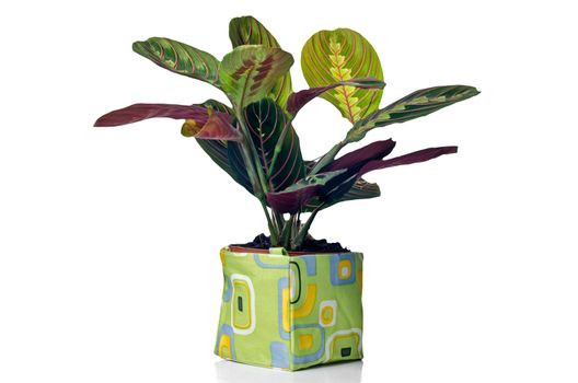 Houseplant in modern plastic pot isolated on white background.
